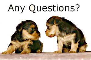 Common Questions: FAQS – Animal Clinic, Animal Doctor