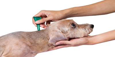 flea-tick-medicine-poisoning-dogs